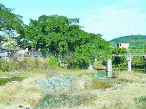 古榕掩映的澳柄宮與澳柄橋