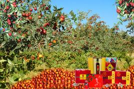 中國棗鄉 中國棗鄉