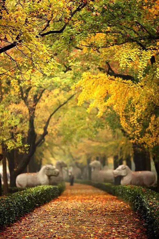 一到深秋,南京就美成了金陵