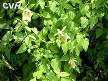 黨參[桔梗科黨參屬植物]