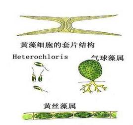 黃絲藻屬 黃絲藻屬