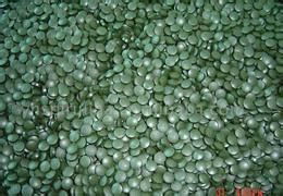 雲南轉板藻 雲南轉板藻