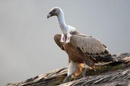 歐亞兀鷲 歐亞兀鷲