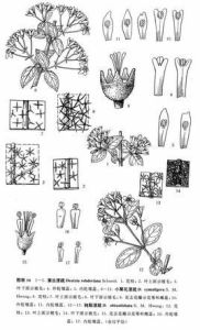 小聚花溲疏 小聚花溲疏