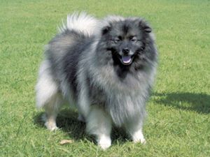 凱斯荷德犬 凱斯荷德犬