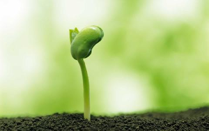 信念是一粒種子