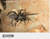 亞洲狂蛛
