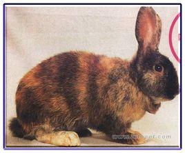 哈雷昆兔 哈雷昆兔