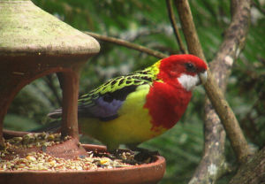 美聲鸚鵡 美聲鸚鵡