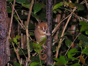 小嘴狐猴 小嘴狐猴