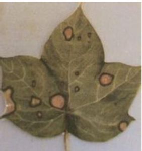 棉花印度炭疽病 棉花印度炭疽病