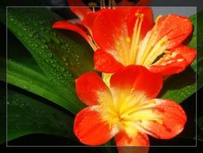 紫霞滿天 紫霞滿天