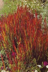 日本血草 日本血草