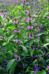 水蓑衣(原變種) 水蓑衣(原變種)