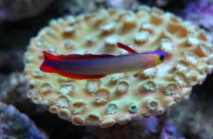 華麗線塘鱧 華麗線塘鱧