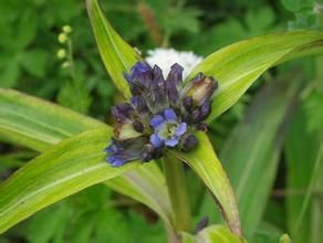 黃秦艽屬 黃秦艽屬