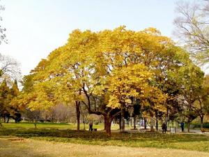 四棵楓村 四棵楓村
