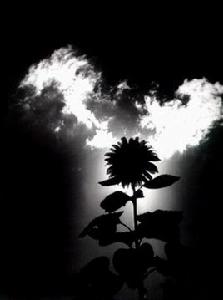 向日葵的呼吸 向日葵的呼吸