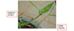 長葉尾稃草 長葉尾稃草