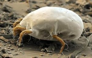 擬小前線蟎 擬小前線蟎