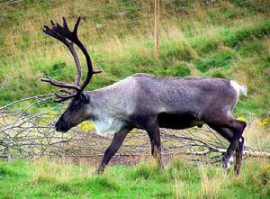 北美林地馴鹿 北美林地馴鹿