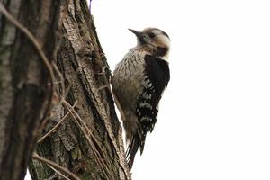 斑針尾雀 斑針尾雀