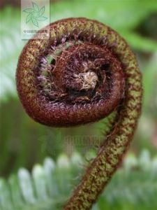 闊片裡白 闊片裡白