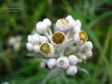 灰毛香青 灰毛香青