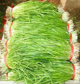 南宮黃韭 南宮黃韭