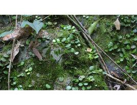 倒卵伏石蕨(變種) 倒卵伏石蕨(變種)