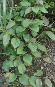 紫金血藤 紫金血藤