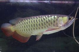 紅尾金龍魚 紅尾金龍魚