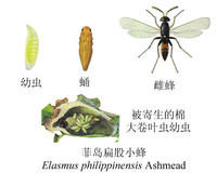 菲島扁股小蜂 菲島扁股小蜂