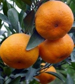 溫州蜜柑