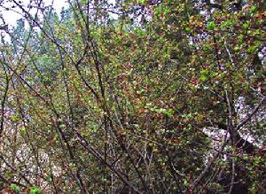 （圖）珞珈山櫻花