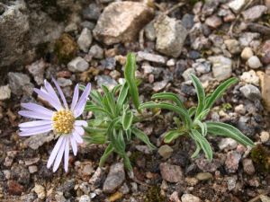 拉薩狗娃花 拉薩狗娃花