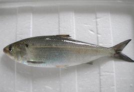 活水保鮮 活水保鮮