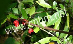 欖色紫金牛 欖色紫金牛