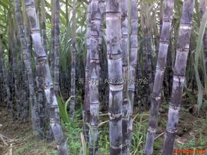 （圖）甘蔗流膠病菌損害植株