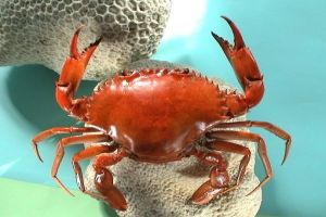 含有甲殼素的生物