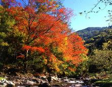 台中市武陵森林遊樂區秋季的楓紅景象