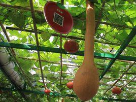 棚架栽培 棚架栽培