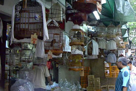 園圃街雀鳥公園