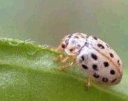 鞘翅[昆蟲的翅類型之一]