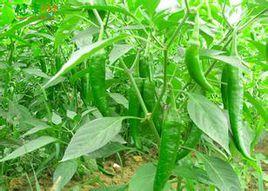 永安黃椒1號 永安黃椒1號