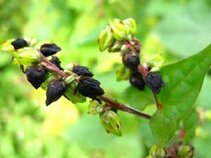 甘洛黑苦蕎 甘洛黑苦蕎