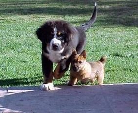 Bernese Mountain Dog