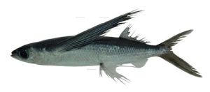 黑鰭鼠鱈 黑鰭鼠鱈