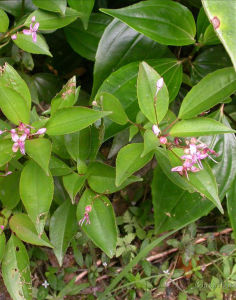 尖瓣野海棠 尖瓣野海棠