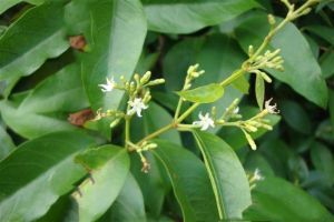 毛葉腰骨藤 毛葉腰骨藤